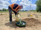 В городе-спутнике Волгограда впервые высадили деревья по уникальной технологии для "бессмертия"