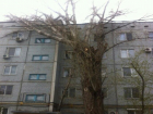 В Кировском районе Волгограда на жилой дом от сильного ветра рухнул старый тополь