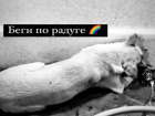 В Волгограде умерла избитая и живьем закопанная собака