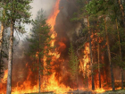 В Серафимовичском районе снова вспыхнул лесной пожар