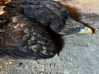 Краснокнижного орлана с оторванным крылом спасают под Волгоградом