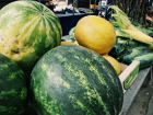 Волгоград вошел в топ-5 городов  с самыми вкусными арбузами