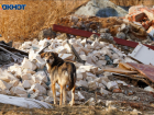 Бешеный пес разгуливал среди людей в Волгоградской области
