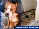 Ангел три дня умирал в страшных муках в луже крови и фекалий: волгоградцы требуют наказать живодера