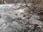 В Волгоградской области массовый мор рыбы в расчищенной за 205 млн рублей реке
