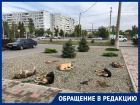 Стая бродячих собак кошмарит жителей микрорайона в Волжском: искусали девушку и разорвали котенка