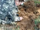 Прожорливая угроза зреет в Волгоградской области