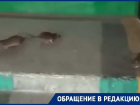 Грызуны расплодились в многоэтажке в Волгограде
