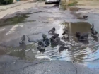 Бассейн для голубей появился в неожиданном месте Волгограда – видео 