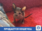 Продам кошечку-сфинкса