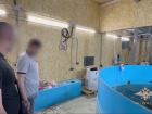Бассейн с элитными осетрами нашли в волгоградском автосервисе — видео