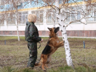 Волгоградские служебные собаки - пример профессионализма и стойкости до самой смерти