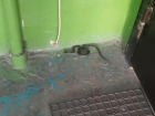 Змеи массово поползли в многоэтажки Волгограда