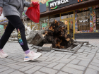 Штормовой ветер валит деревья и рвет провода в Волгограде и области