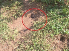 Армия мышей пошла в атаку под Волгоградом: съедены провода авто, загублен урожай, плодятся инфекции 