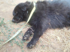В Волгограде избили беременную собаку и кота