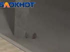 Огромную крысу-попрыгунью размером с кошку сняли на видео волгоградцы