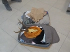 Череп косули нашли в чемодане улетающего из Волгограда