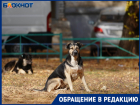 Бездомные собаки атаковали маму двоих детей в Волгограде: отбивалась зонтом