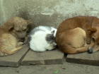 Центр передержки и стерилизации бездомных животных может появиться в Волгограде