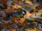 Седой дятел и большая синица: лучшие осенние кадры птиц под Волгоградом