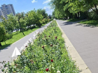 Нормой назвала мэрия Волгограда засыхающую Аллею роз