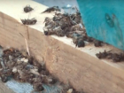 Обанкротившиеся после налета авиации волгоградские пасечники отправили трупы пчел на экспертизу
