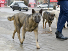 В Волгограде начали массово травить собак