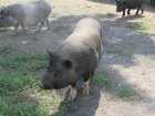 В Волгоградской области собрались массово уничтожать свиней