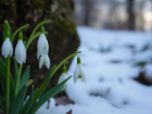 Редкие подснежники расцвели в Волгоградской области из-за аномального марта 