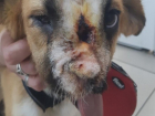 Новый нос напугал переживающих за судьбу щенка с огнестрельным ранением из Волгограда