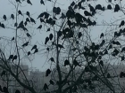 Мэрия Волгограда засекретила информацию о воронах напротив администрации