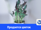 Продается цветок, который шевелит листьями