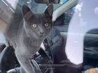 Запертого 4-е сутки в волгоградском авто кота освободили спецслужбы Москвы