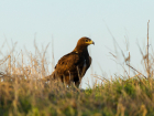 В Волгоградской области линии электропередач убивают краснокнижных степных орлов