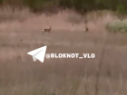 Европейских косуль сняли на видео под Волгоградом 