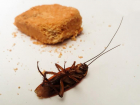 УК «МУК» оштрафовали за тараканов в доме в Волгограде