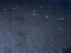 Мертвая рыба массово выбросилась на берег в Волгограде