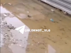 «Роднички-боровички» нашлись в Волгограде – видео