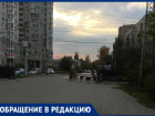 Очередную стаю бродячих собак сняли на видео в центре Волгограда