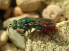 Что за жуткая муха-мутант? Краснокнижный парнопес исчезает в Волгоградской области