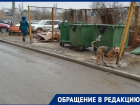 Слишком активная собака держит в страхе взрослое население в Волгограде