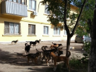 60 бездомных собак кошмарят жителей поселка Максима Горького