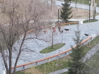 «Бегали сворой без намордников»: волгоградец снял на видео прогулку бультерьеров в парке в пойме Царицы
