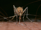 Волгоградцев снова обещают спасти от нашествия комаров и клещей