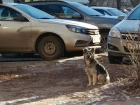Злобная бездомная собака нападает на детей и взрослых в Волгограде
