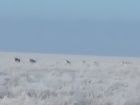 В Волгоградскую область вернулись удивительные антилопы с хоботом