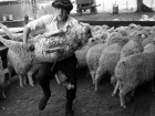 Под Волгоградом задержана «пятерка», груженная тушами 12 украденных и убитых овец