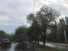 После сильного ветра дерево рухнуло на линию электропередач в Волжском