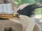 Птицу с гигантским клювом выпустили в Волгограде – видео